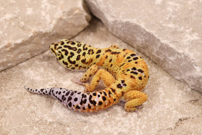 25-611 | Clown Cross het Rainwater Albino | Male