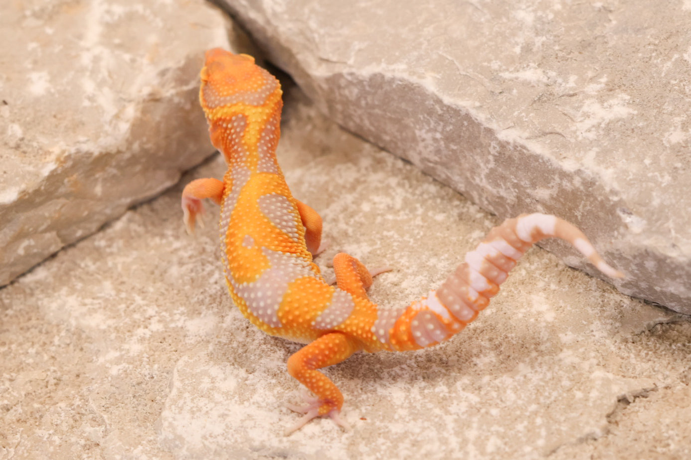 26-136 | Tremper Albino Clown | Male