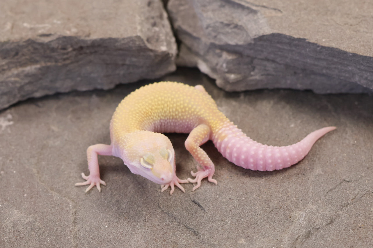 26-285 | Snowflake | Female