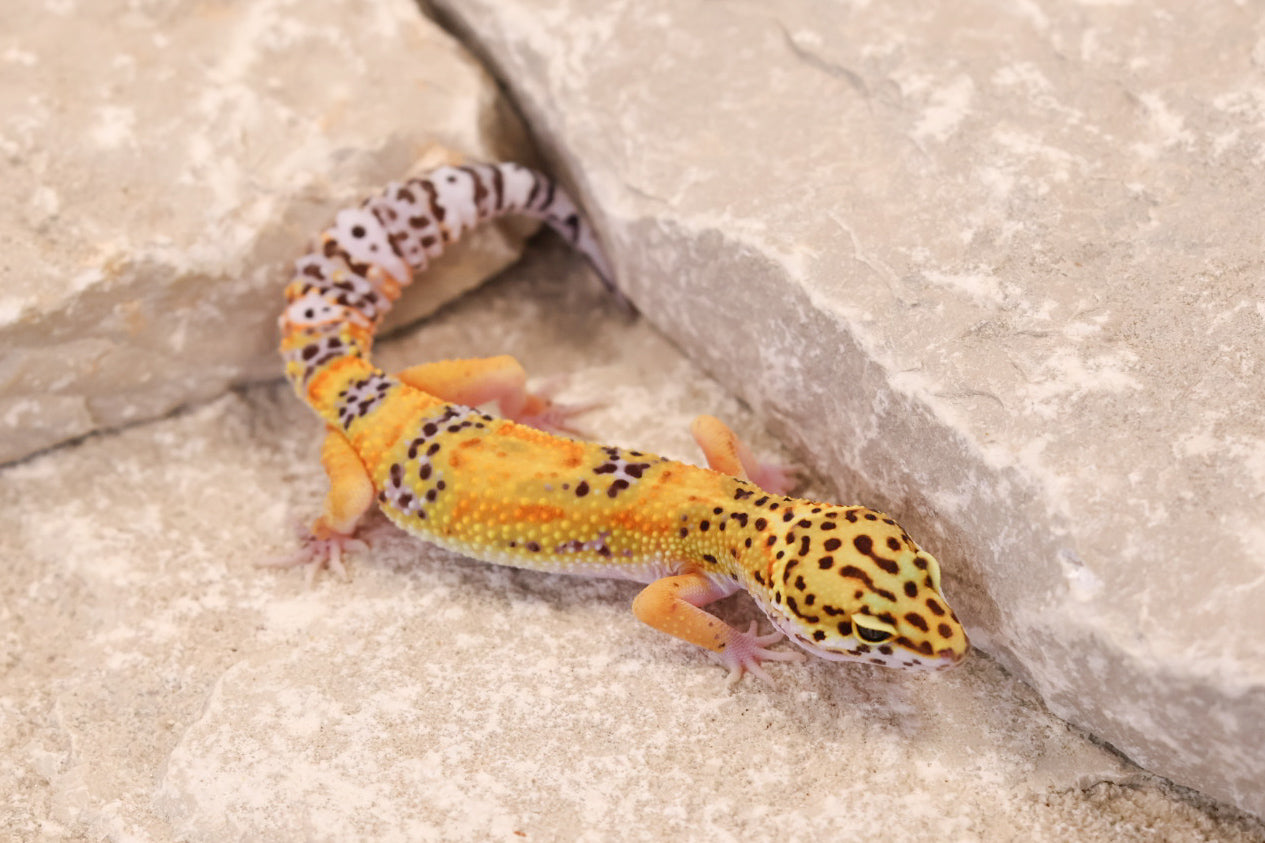 26-032 | Tangerine het Murphy's Patternless | Female