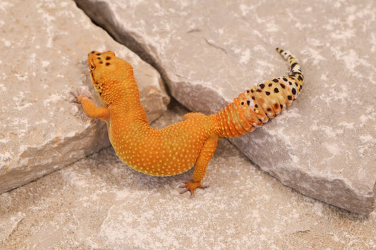24-182 | Firewater/Inferno Tangerine het Rainwater Albino | Female