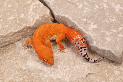 24-138 | Tangerine | Female