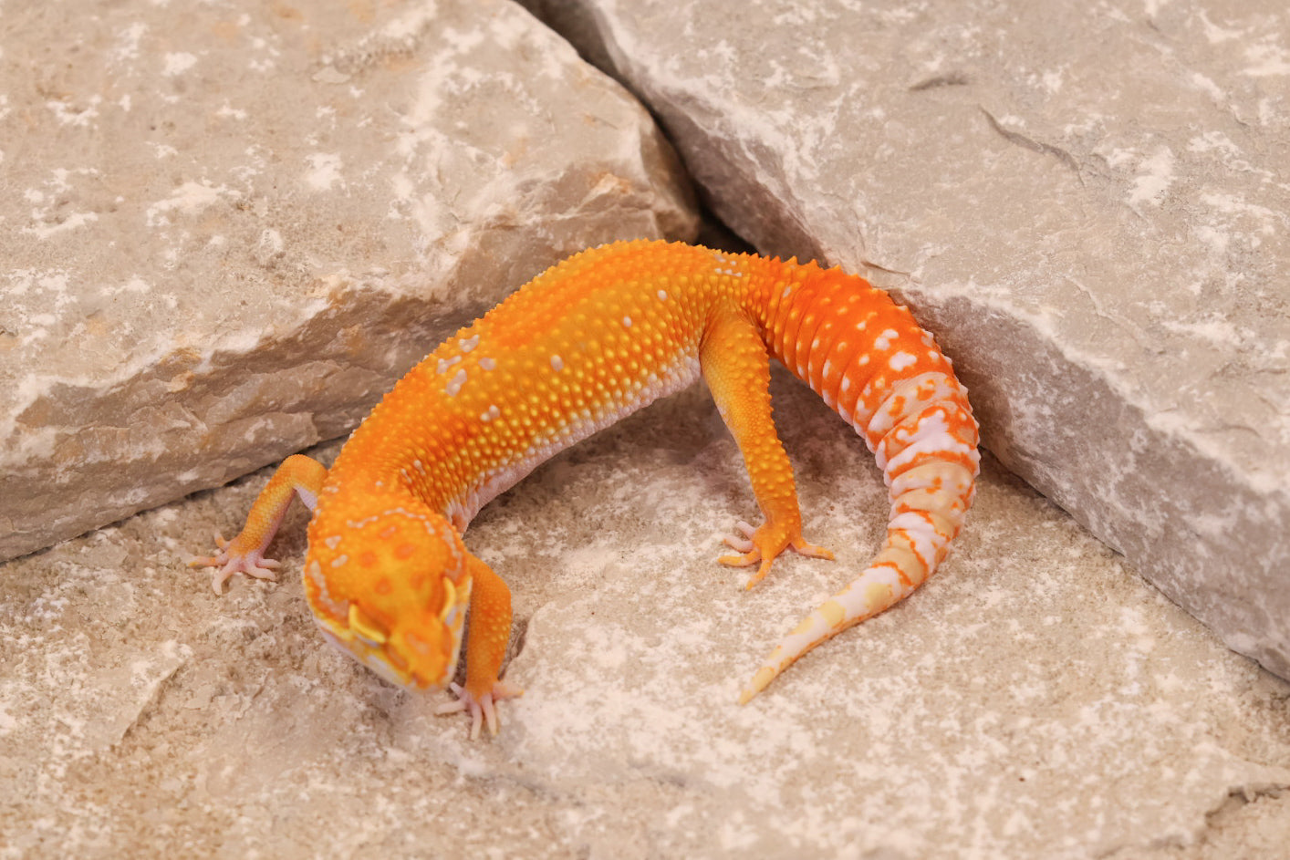25-020 | Red Diamond/Tangelo Tangerine Tremper Albino | Female