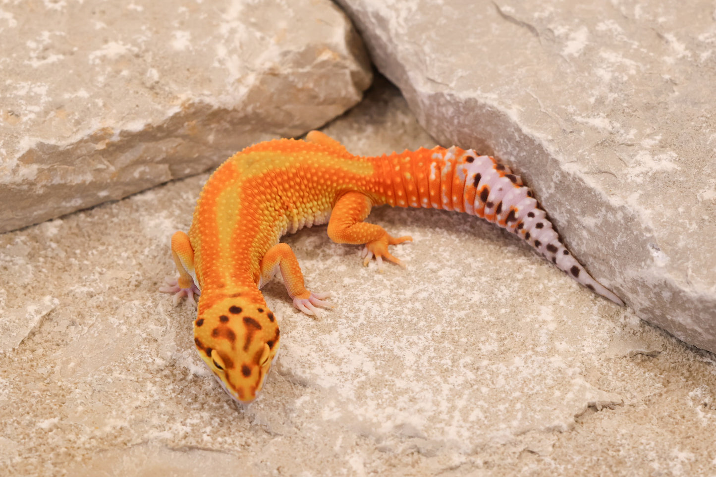 25-176 | B&M Line Emerine | Female