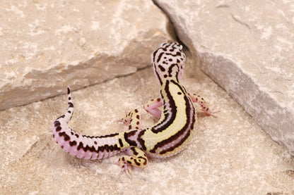 25-195 | Bold Stripe Gem Snow | Female