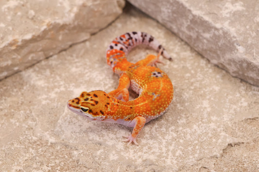 25-174 | Purple Head/Tangelo Tangerine het Tremper Albino | Female