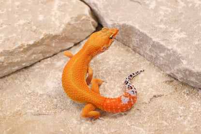 26-038 | Tangerine het Eclipse | Female