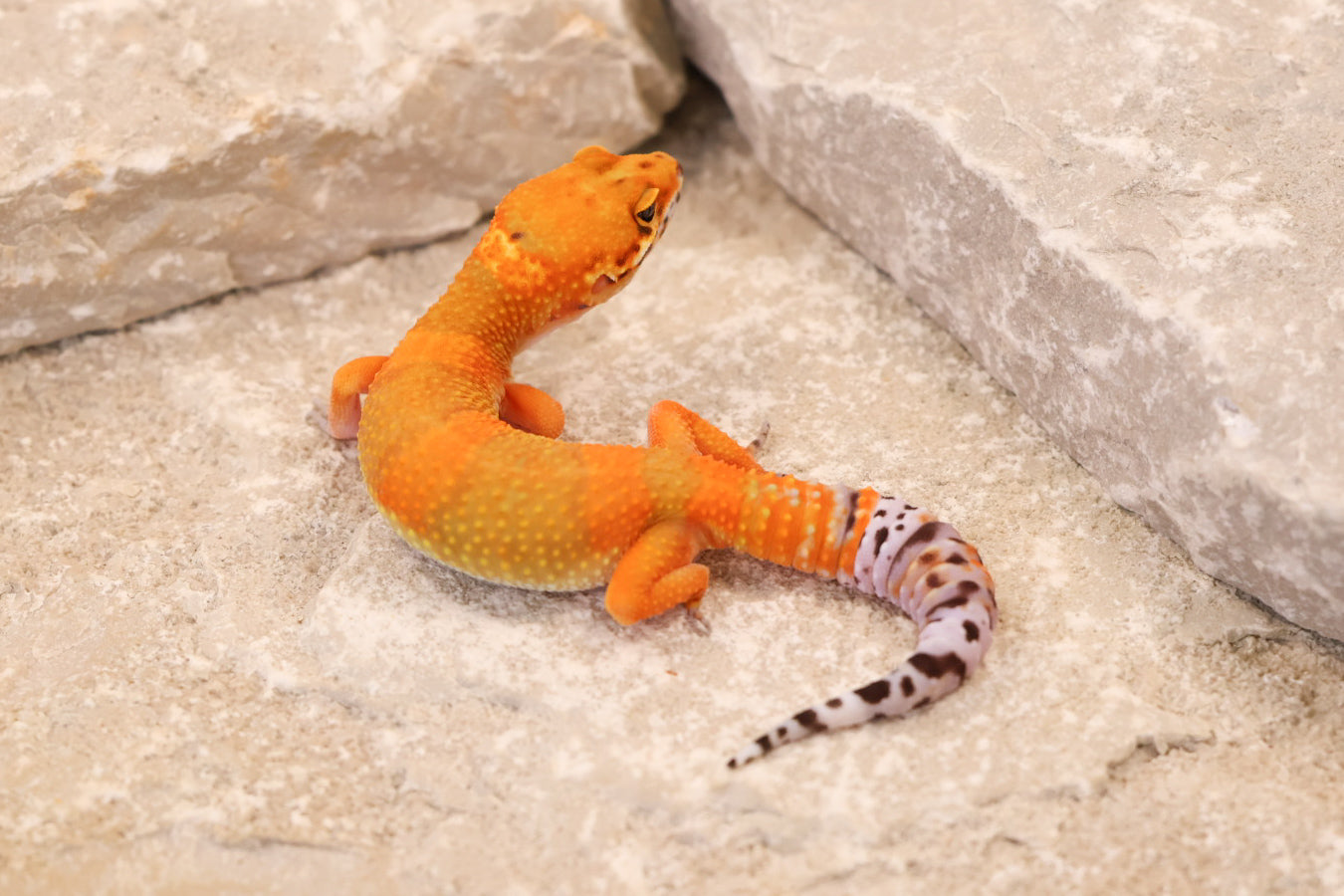 26-245 | Hot Gecko/Inferno Tangerine 66% het Rainwater Albino | Female