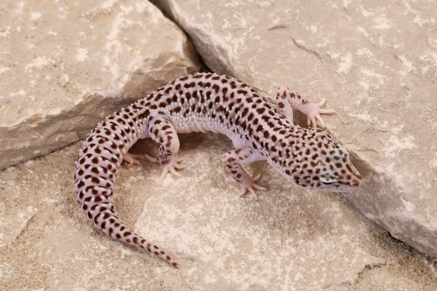 24-174 | Super Snow 66% het Cipher | Male