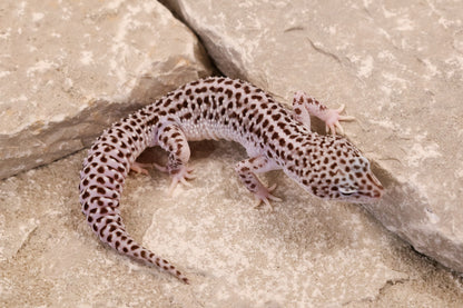 24-174 | Super Snow 66% het Cipher | Male