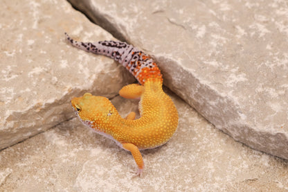 25-009 | Creamsicle | Female