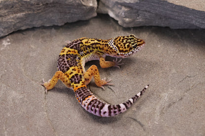 26-346 | Black Night/Purple Head Melanistic Tangerine | Male
