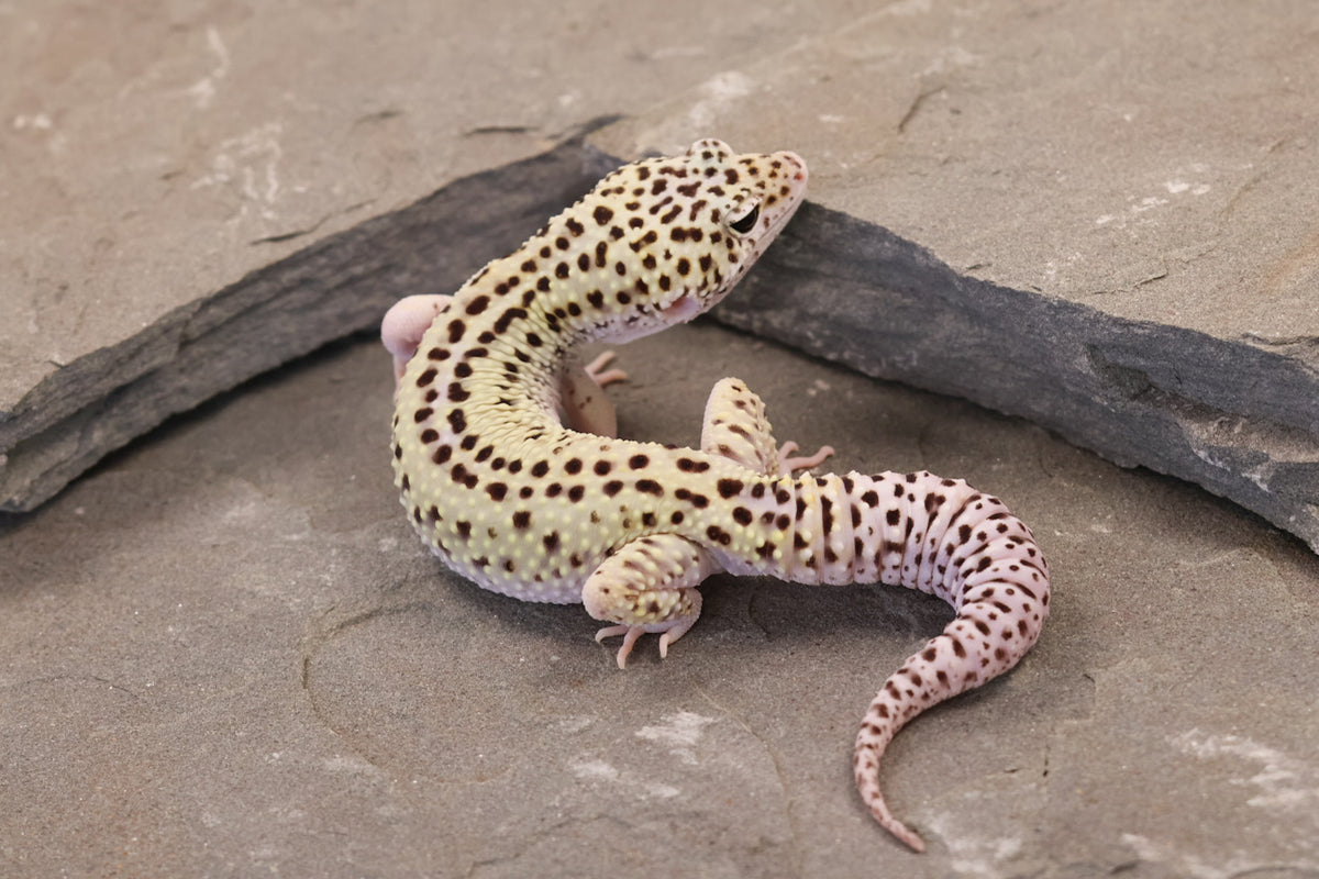 25-156 | Rainbow Stripe Cross Gem Snow Eclipse | Male