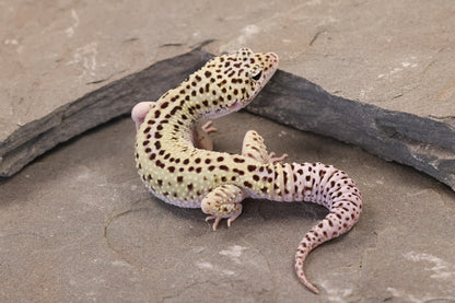 25-156 | Rainbow Stripe Cross Gem Snow Eclipse | Male