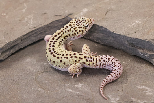 25-156 | Rainbow Stripe Cross Gem Snow Eclipse | Male