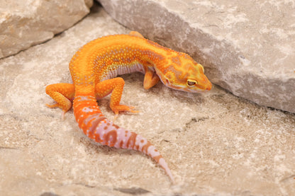 26-356 | Firebold Line Striped Tangerine Rainwater Albino | Female
