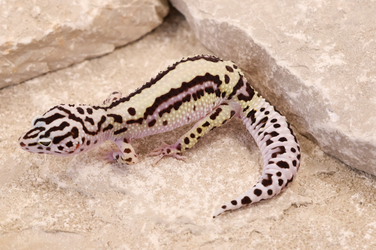 25-081 | Bold Stripe Gem Snow | Female