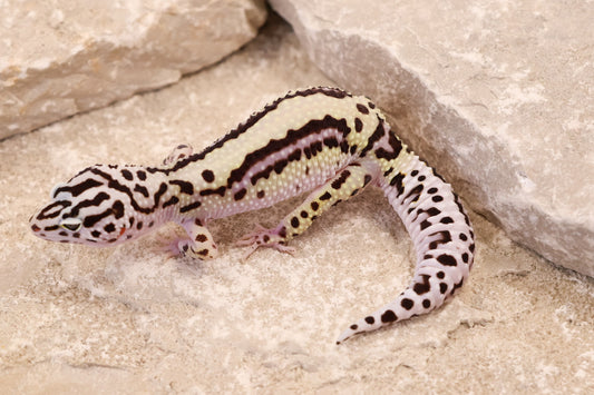 25-081 | Bold Stripe Gem Snow | Female