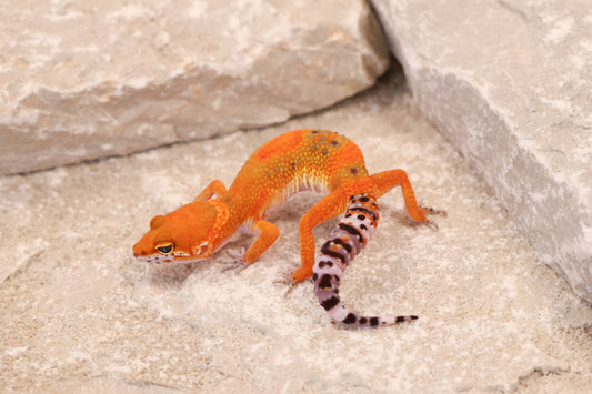 26-089 | Clown/Electric Inferno Tangerine | Female
