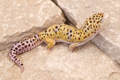23-528 | Gem Snow het Cipher | Male