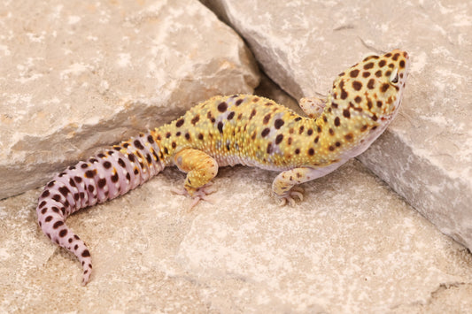 23-528 | Gem Snow het Cipher | Male