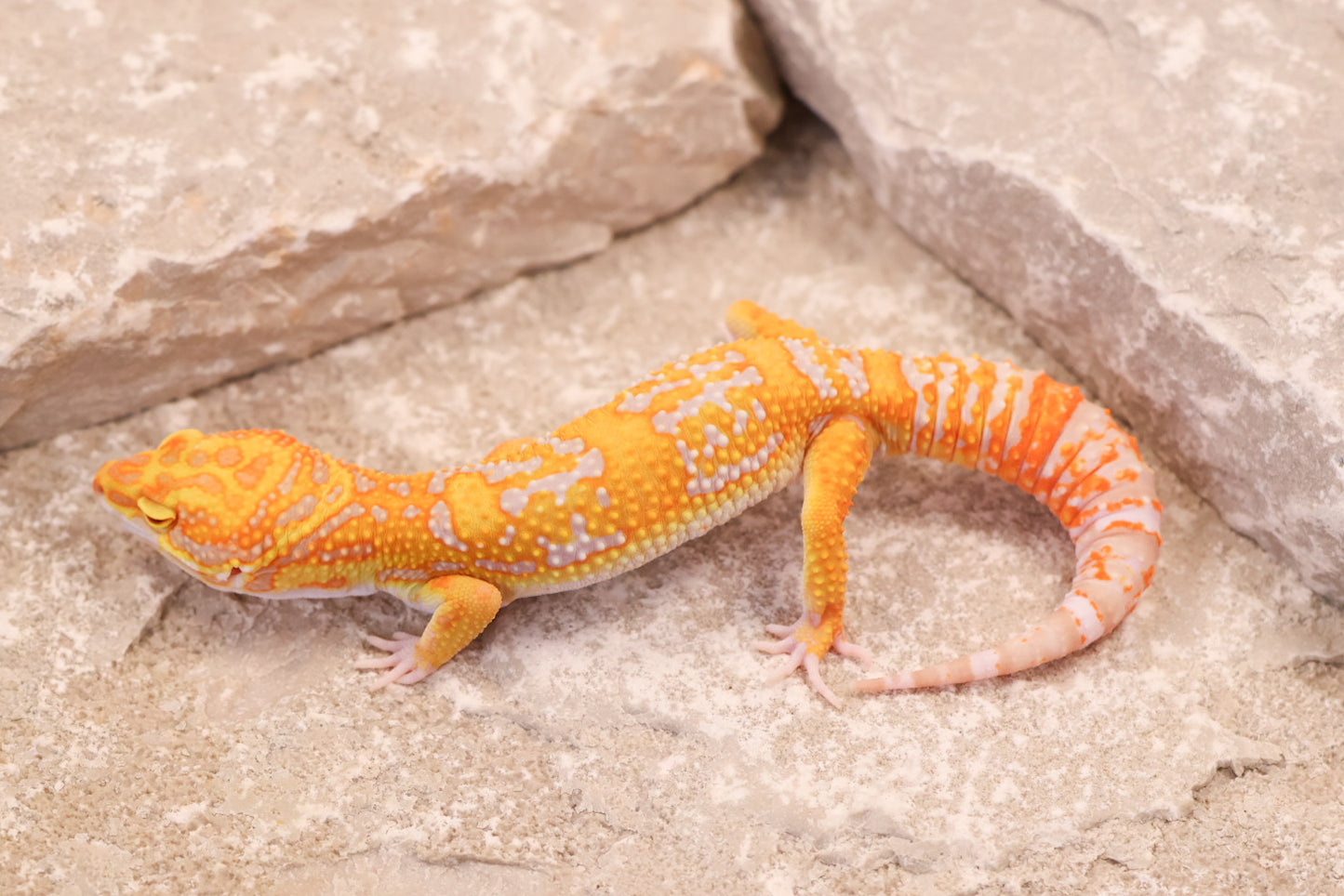 25-168 | Afghan Tangerine Tremper Albino het Eclipse  | Male
