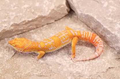25-168 | Afghan Tangerine Tremper Albino het Eclipse  | Male
