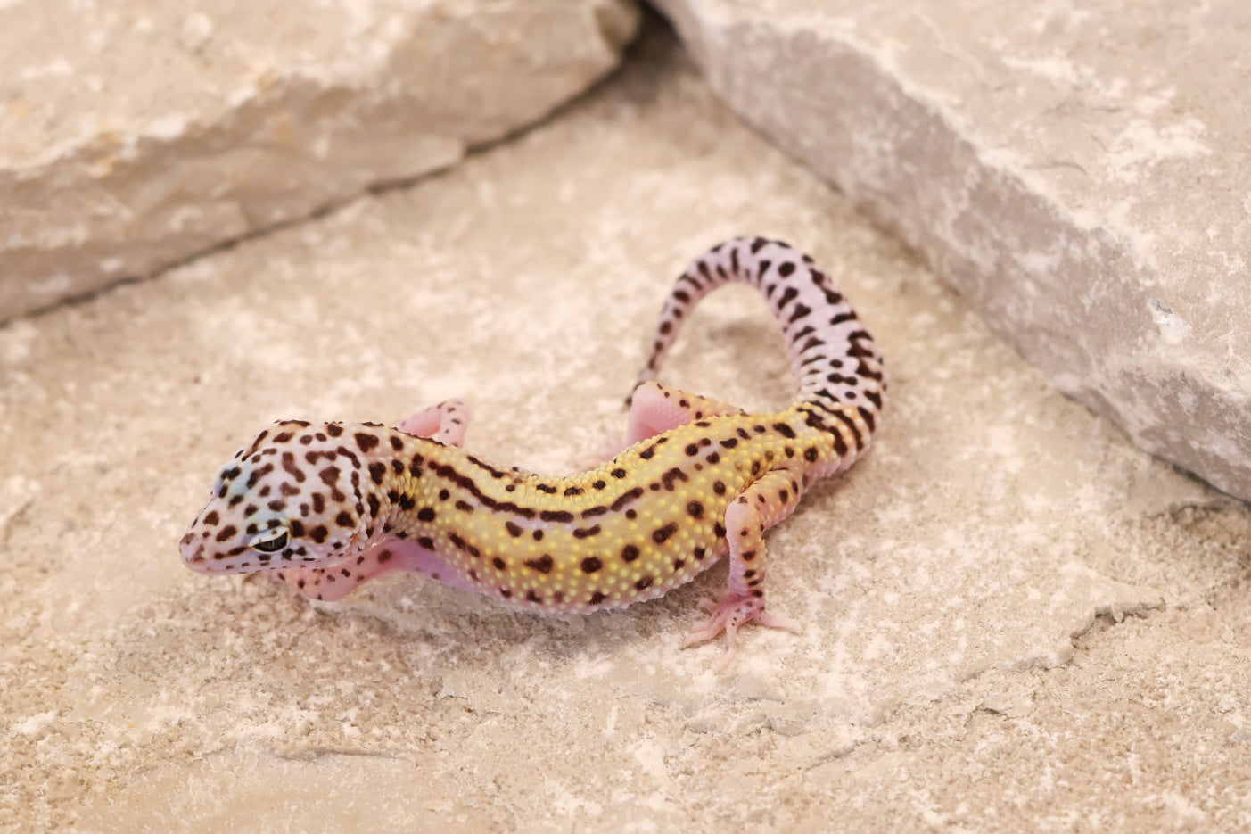 26-186 | Rainbow Stripe Cross Eclipse Probable Gem Snow | Female