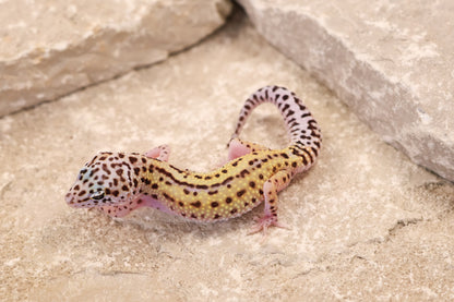 26-186 | Rainbow Stripe Cross Eclipse Probable Gem Snow | Female