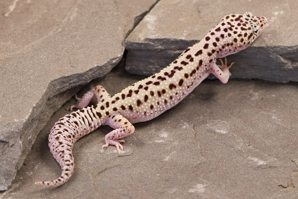 25-126 | Rainbow Stripe Cross Gem Snow Eclipse | Female