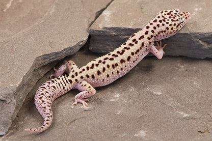 25-126 | Rainbow Stripe Cross Gem Snow Eclipse | Female