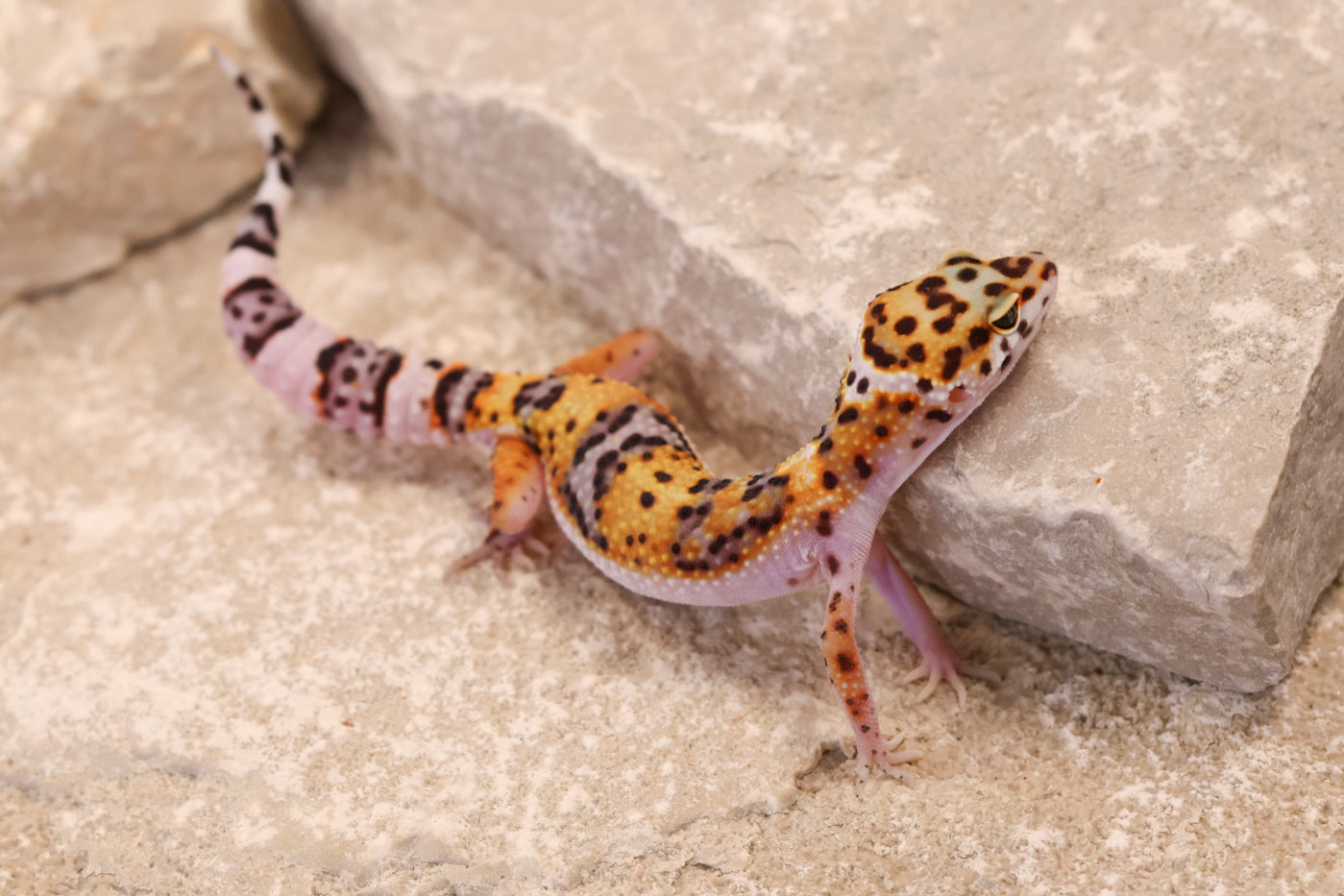 26-024 | Tangerine Gem Snow het Tremper Albino | Female