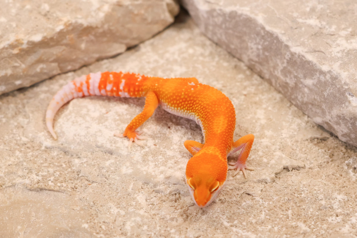 26-264 | Blood/Red Diamond Tangerine Tremper Albino | Female