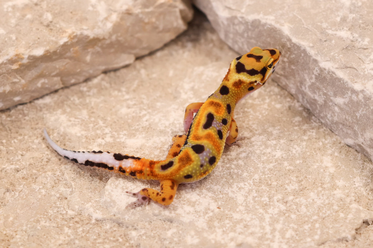 26-304 | Original Line Clown | Probable Female