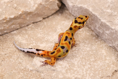 26-304 | Original Line Clown | Probable Female