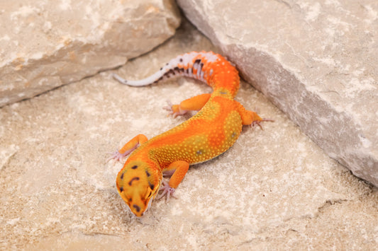 25-091 | Clown/Rainbow Tangerine | Female