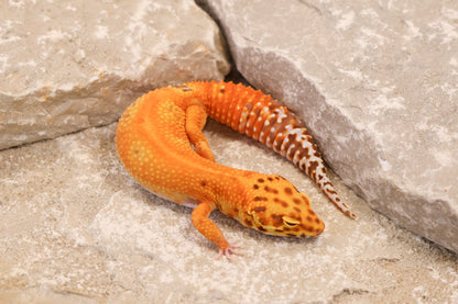 24-095 | Striped Tangerine Bell Albino | Female