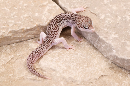 25-154 | Black Night Cross Galaxy | Male