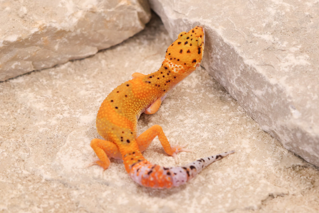 26-239 | Black Blood Cross Melanistic Tangerine Eclipse | Female