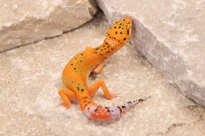 26-239 | Black Blood Cross Melanistic Tangerine Eclipse | Female
