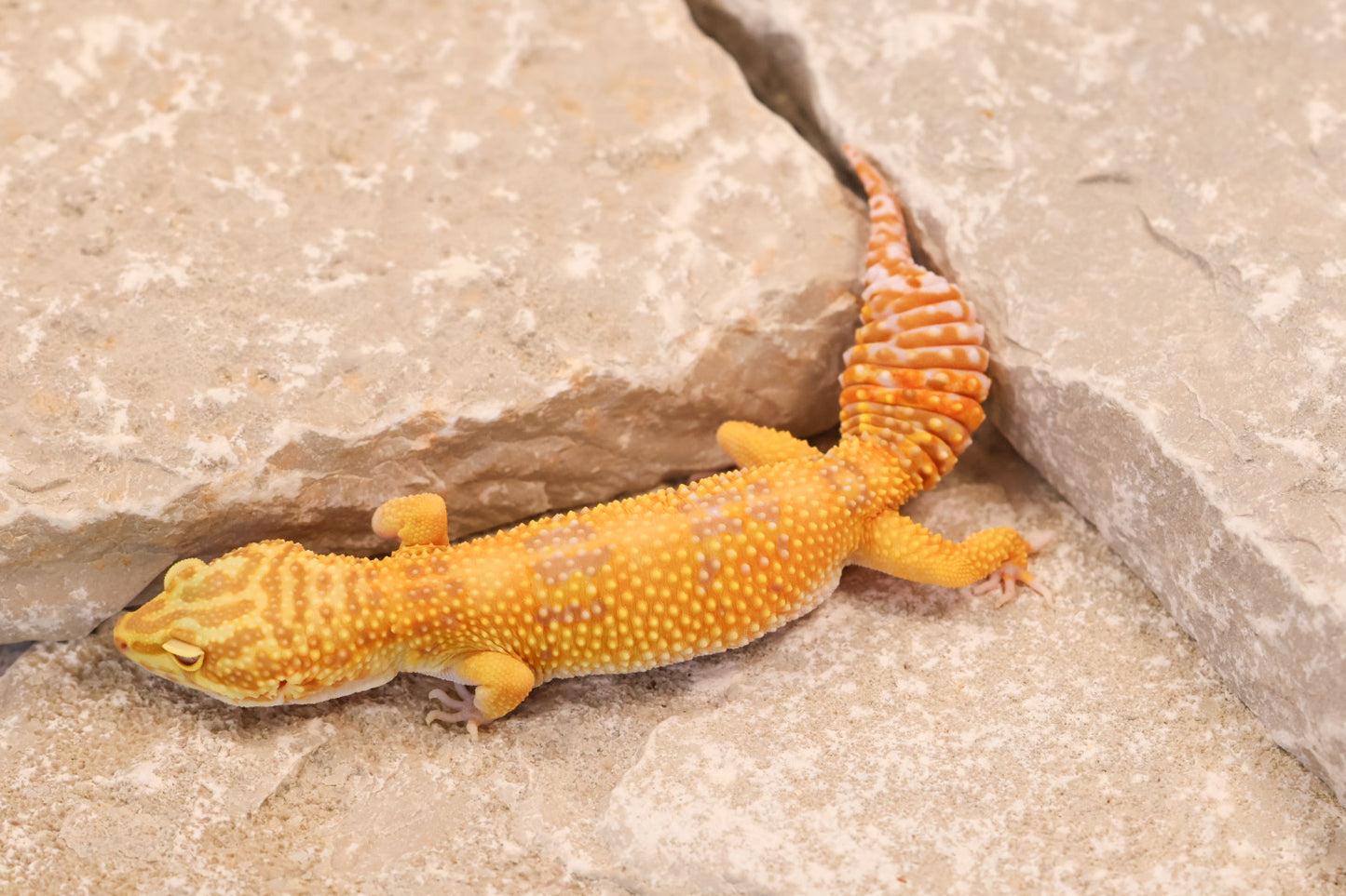 23-238 | Pet Only Albino | Female