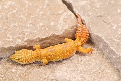 23-238 | Pet Only Albino | Female