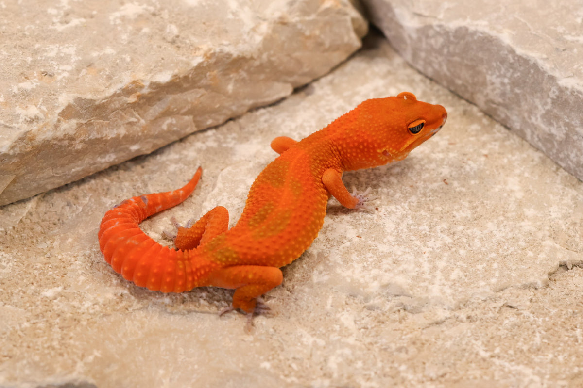 26-260 | Mandarin Blood Emerine | Female
