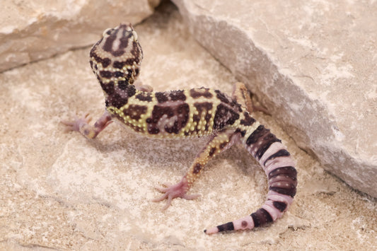 25-208 | Choga Zanbil E. angramainyu | Female