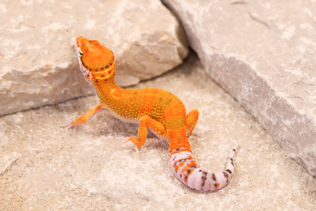 26-195 | Clown/Electric Inferno Tangerine | Male