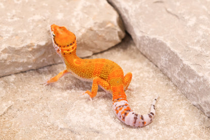26-195 | Clown/Electric Inferno Tangerine | Male