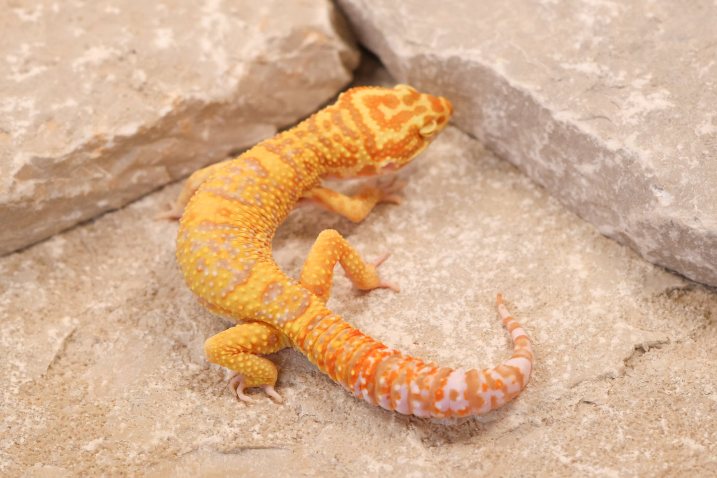 25-057 | Afghan Tangerine Tremper Albino het Eclipse | Male