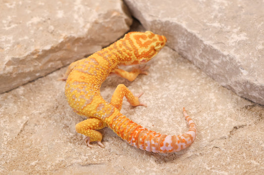 25-057 | Afghan Tangerine Tremper Albino het Eclipse | Male