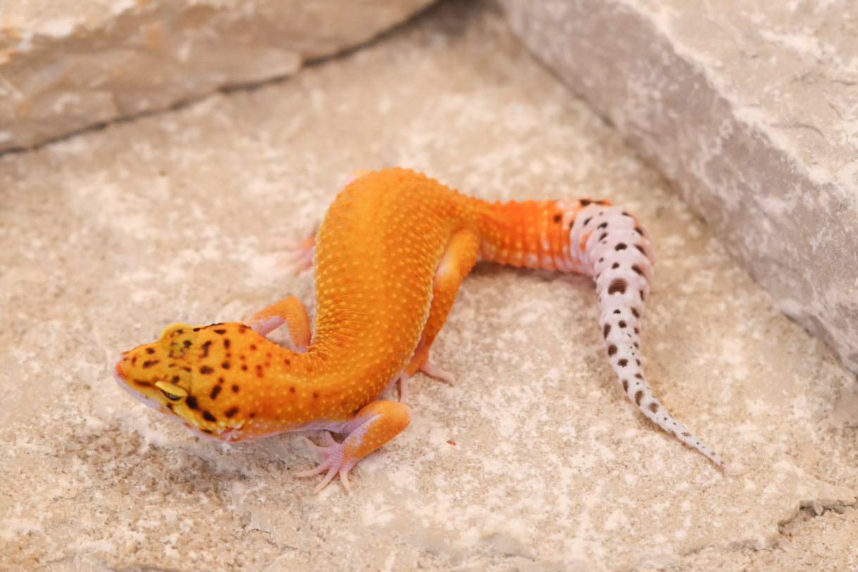26-192 | Black Blood Cross Melanistic Tangerine Eclipse | Female
