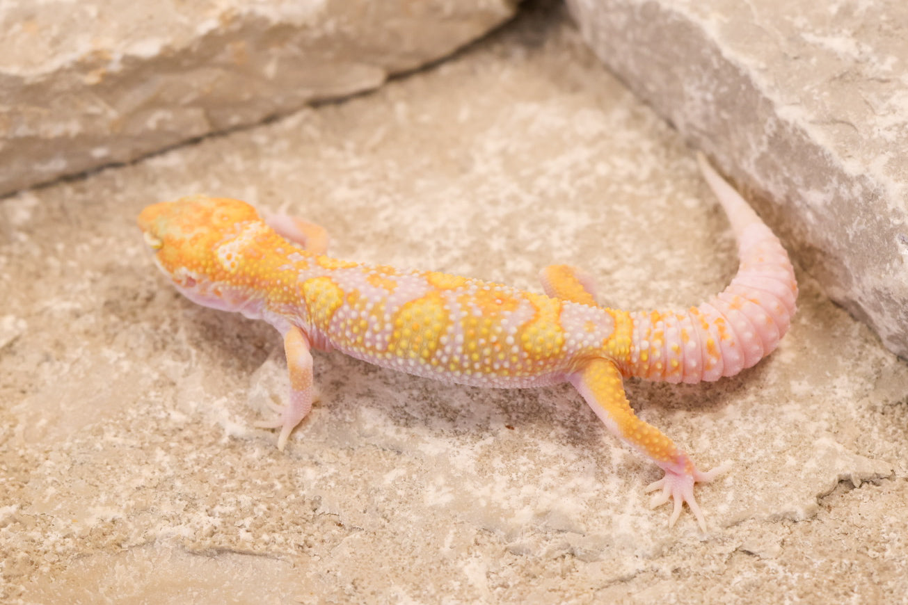 26-113 | Raptor het Murphy's Patternless | Male